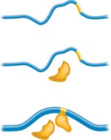 Methyl-CpG-binding protein recruiting histone deacetylase