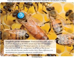 Epigenetic regulation in development and environment