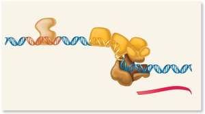 Activator binding to enhancer and gene activation