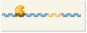 Repressor binding to silencer and gene repression