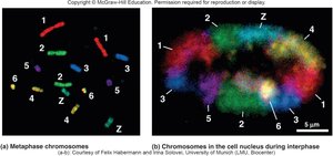 Metaphase chromosomes and chromosome territories in interphase