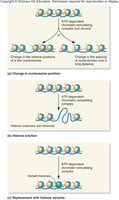 ATP-dependent chromatin remodeling mechanisms