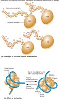 Histone modifications and effect of acetylation