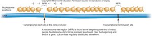 Nucleosome positioning and NFR around core promoter