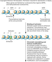 Activator binding and chromatin remodeling
