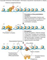 Formation of pre-initiation complex and elongation