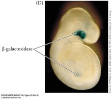 pax6 expression in mouse embryo