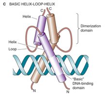 Basic helix-loop-helix structure of MITF