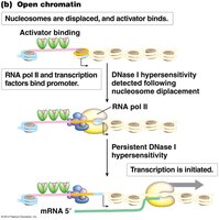 Open chromatin: nucleosomes displaced, activator binds, transcription initiated