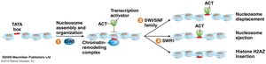 Nucleosome displacement by remodeling complex