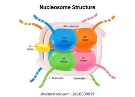 Sites of histone modification