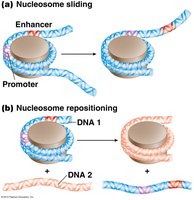 Nucleosome sliding and repositioning