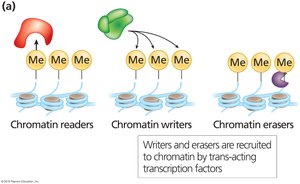 Chromatin writers, erasers, and readers