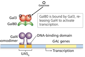 GAL gene regulation in yeast