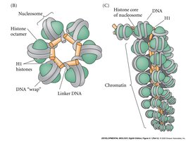 Nucleosome and chromatin structure