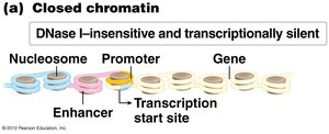 Closed chromatin: DNase I-insensitive and transcriptionally silent