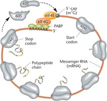 Diagram of closed-loop translation in eukaryotes