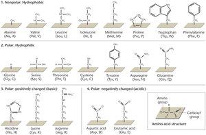 Structures and classes of the 20 amino acids