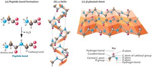 Peptide bond, alpha helix, and beta sheet structures