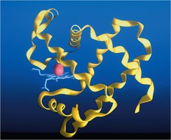 Tertiary structure of myoglobin