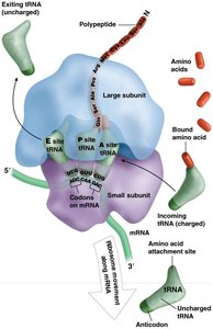 Ribosome structure with tRNA binding sites and mRNA