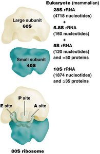 Bacterial ribosome subunit structure and sites