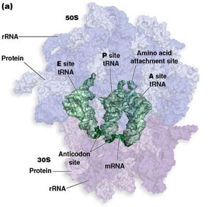 Eukaryotic ribosome subunit structure and sites