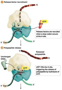Termination of translation by release factor proteins
