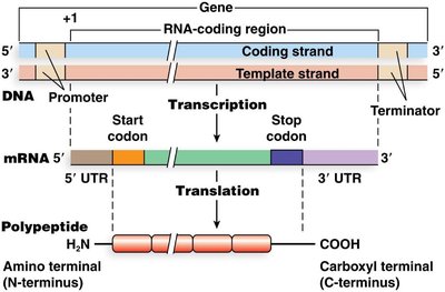 Diagram of gene structure, transcription, and translation