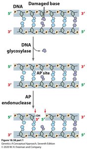 Base excision repair: AP endonuclease action
