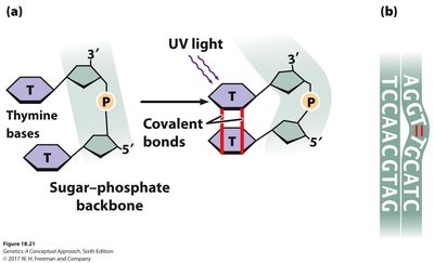 NER repairs bulky DNA lesions such as pyrimidine dimers