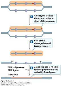 NER mechanism: excision and repair synthesis