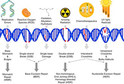 Overview of DNA damage and repair pathways