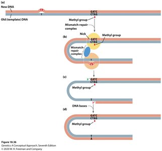 Mismatch repair mechanism and strand discrimination