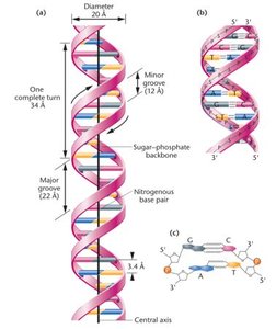 Watson-Crick DNA double helix structure
