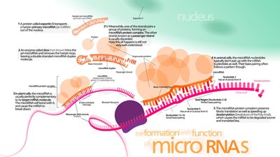 Formation and function of microRNAs