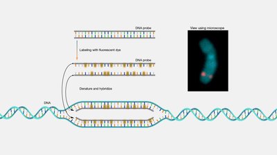 FISH technique for detecting DNA sequences on chromosomes