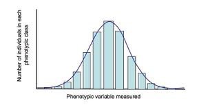 Frequency distribution of a quantitative trait