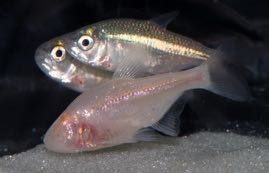 Astyanax fish used in genetic variance studies