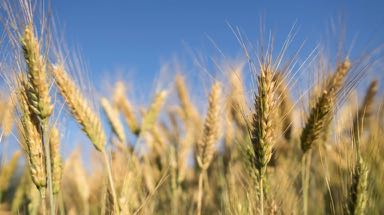 Wheat kernels illustrating polygenic inheritance of color