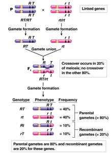 Example of crossover and recombination frequencies