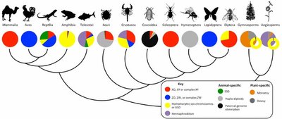 Sex chromosome systems in animals