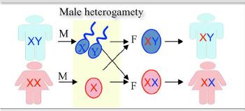 Female heterogamety in birds