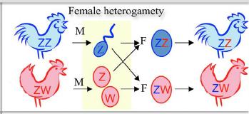 XO system in grasshoppers