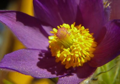 Perfect flower with both stamens and carpels