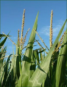 Corn tassels as example of monoecious plant