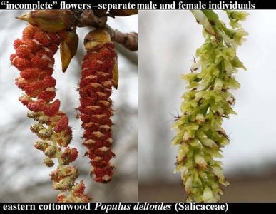 Catkins of Populus deltoides, a dioecious plant