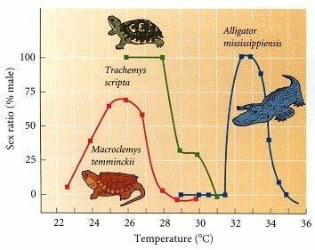 Temperature-dependent sex determination in reptiles