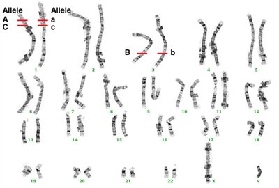 Diagram of linked genes and crossing over