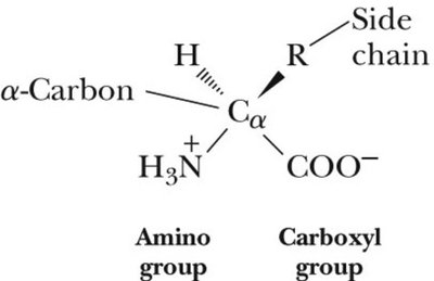 Amino acid structure diagram
